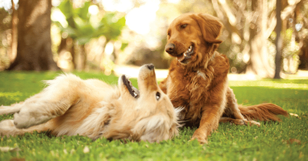 dog years translator