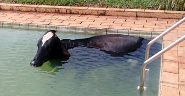 10 Animals That Got Stuck In The Most Awkward Places