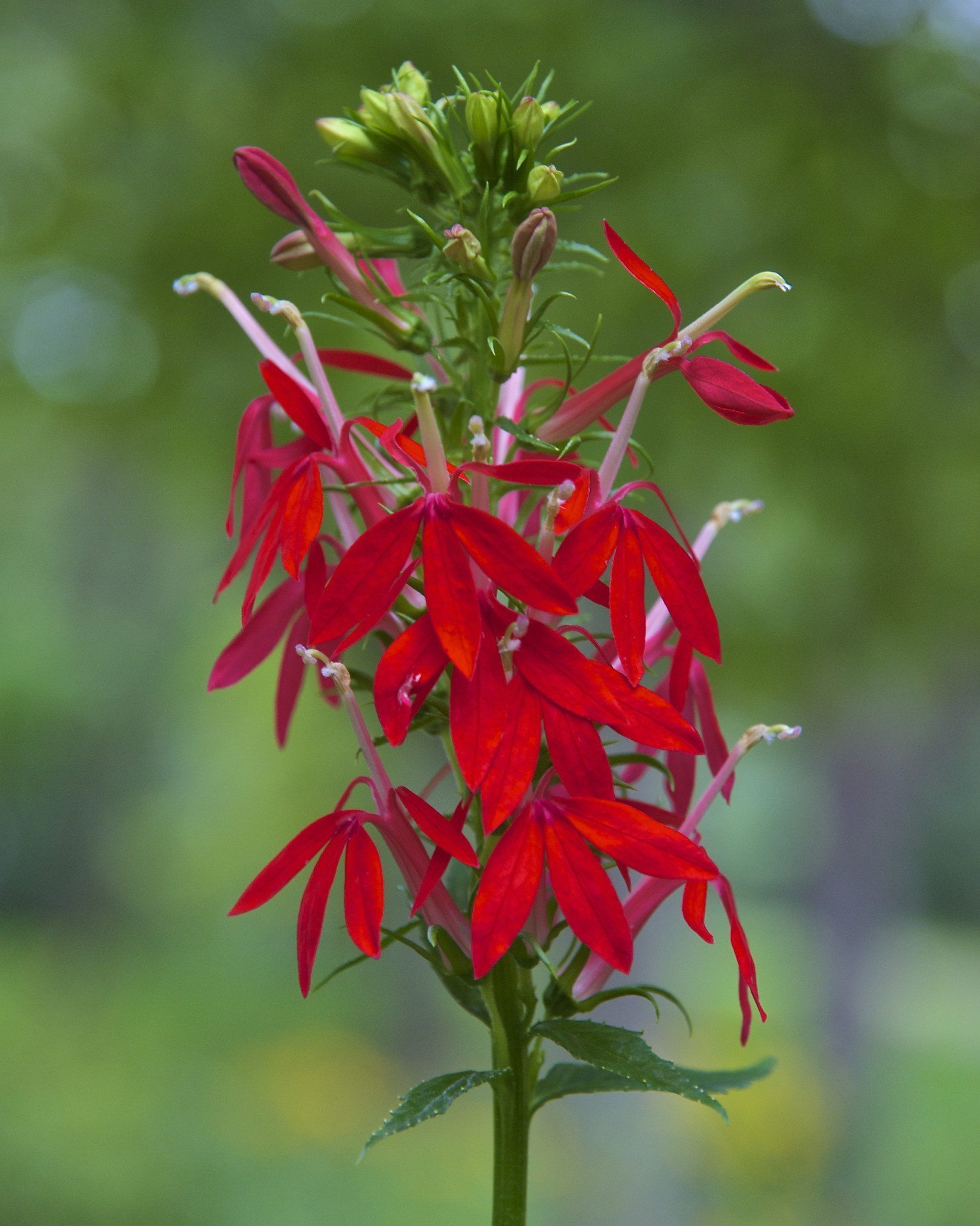 8 Plants That Help Attract Hummingbirds To Your Yard ...