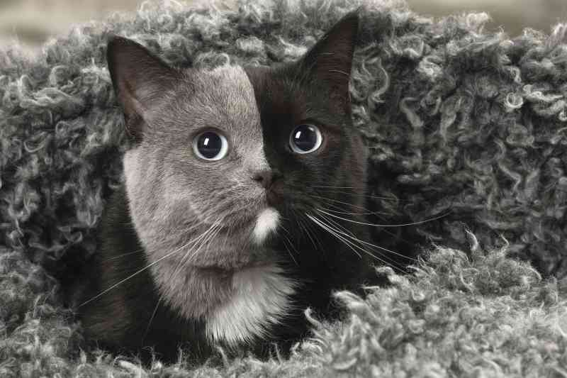 Kitten Born With Two Faces Is Now The Most Beautiful Cat Ever Jesus Daily