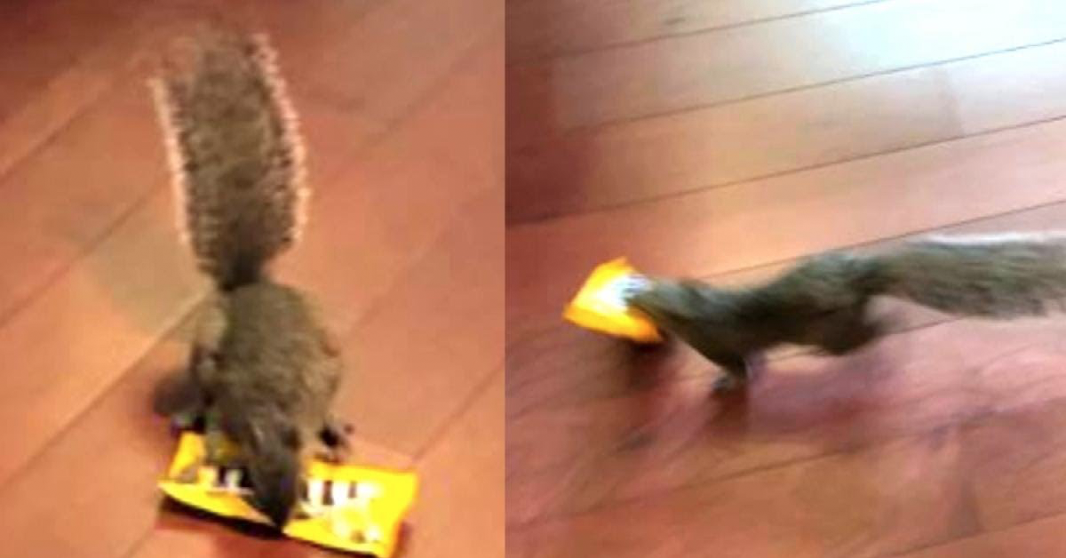 Squirrel Steals Bag of Peanut M&Ms From Store In Disney Squirrel Steals Bag of Peanut M&Ms From Store In Disney