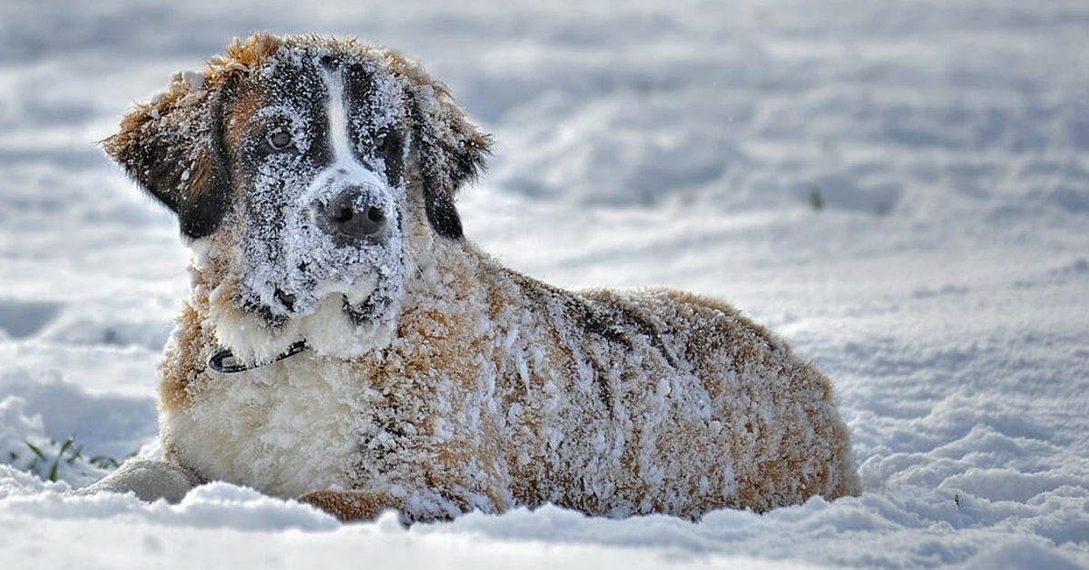 New Law Confirmed: You can now be put in jail for leaving your dog out in the cold
