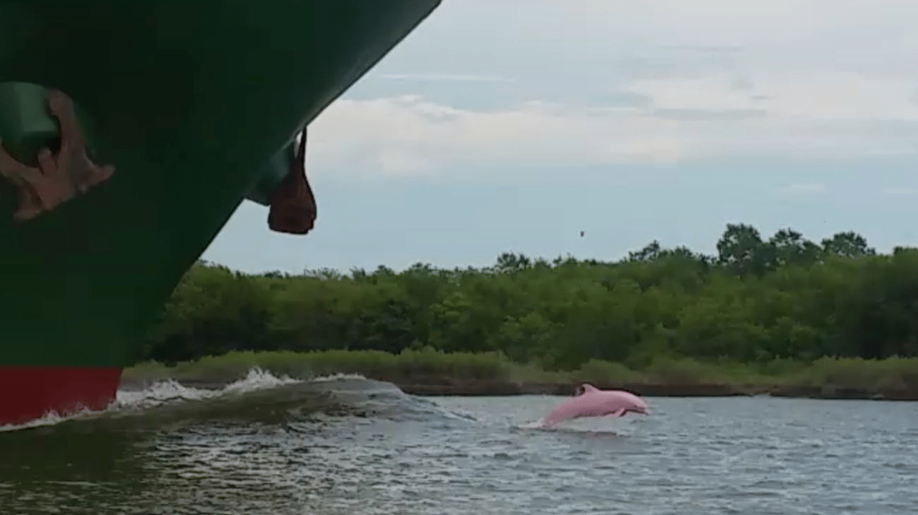 A Rare Pink Dolphin Has A Baby And Now The Chance Of Seeing More Of Them Is Growing Jesus Daily