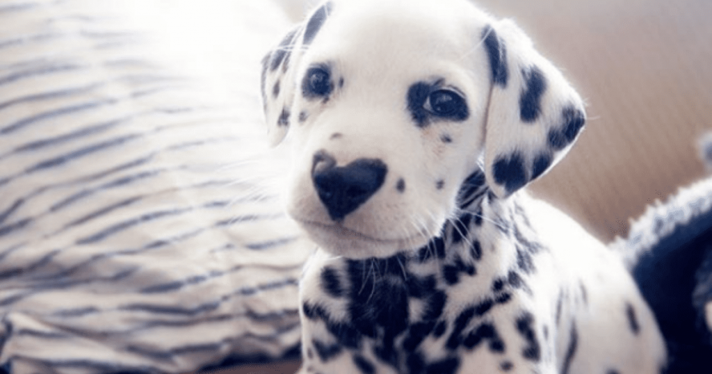 She posts photos of her puppy online and people are ... - 1024 x 538 png 688kB